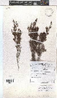 Erica phacelanthera image