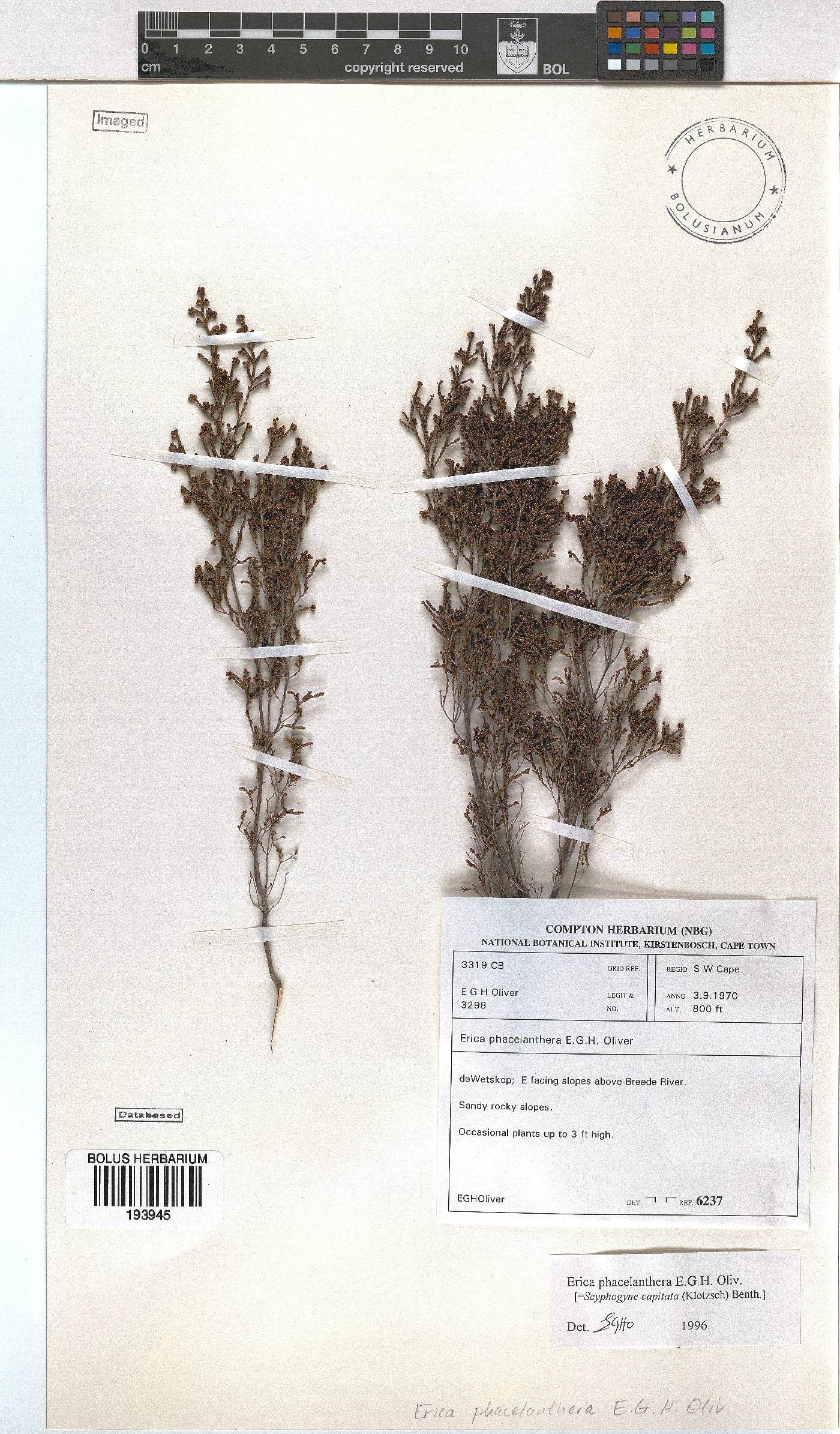 Erica phacelanthera image