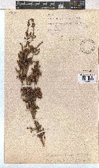 Erica phacelanthera image