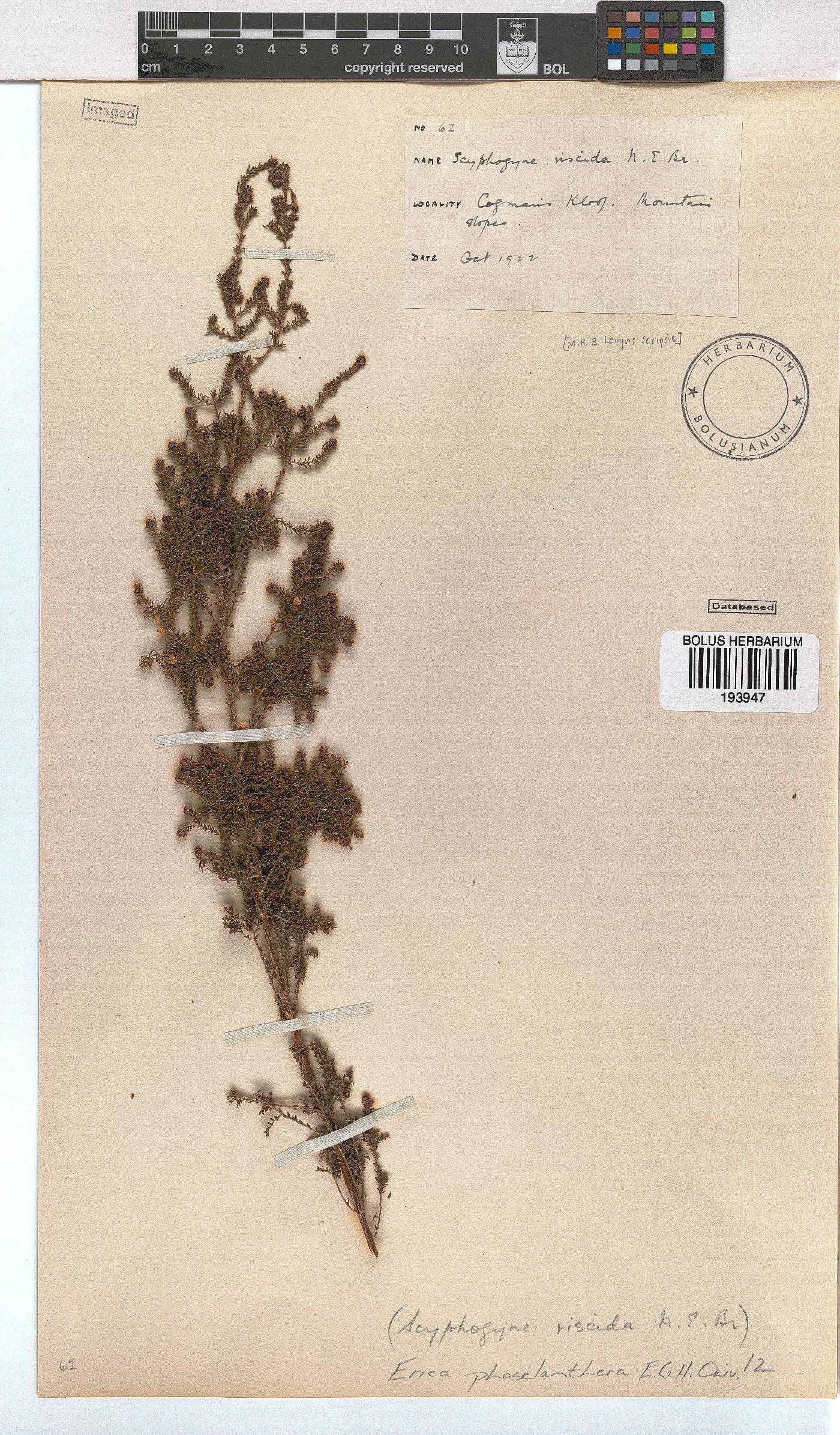 Erica phacelanthera image