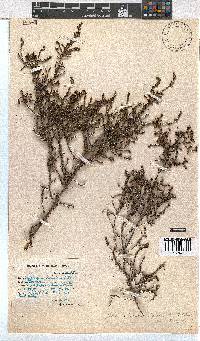 Erica phacelanthera image