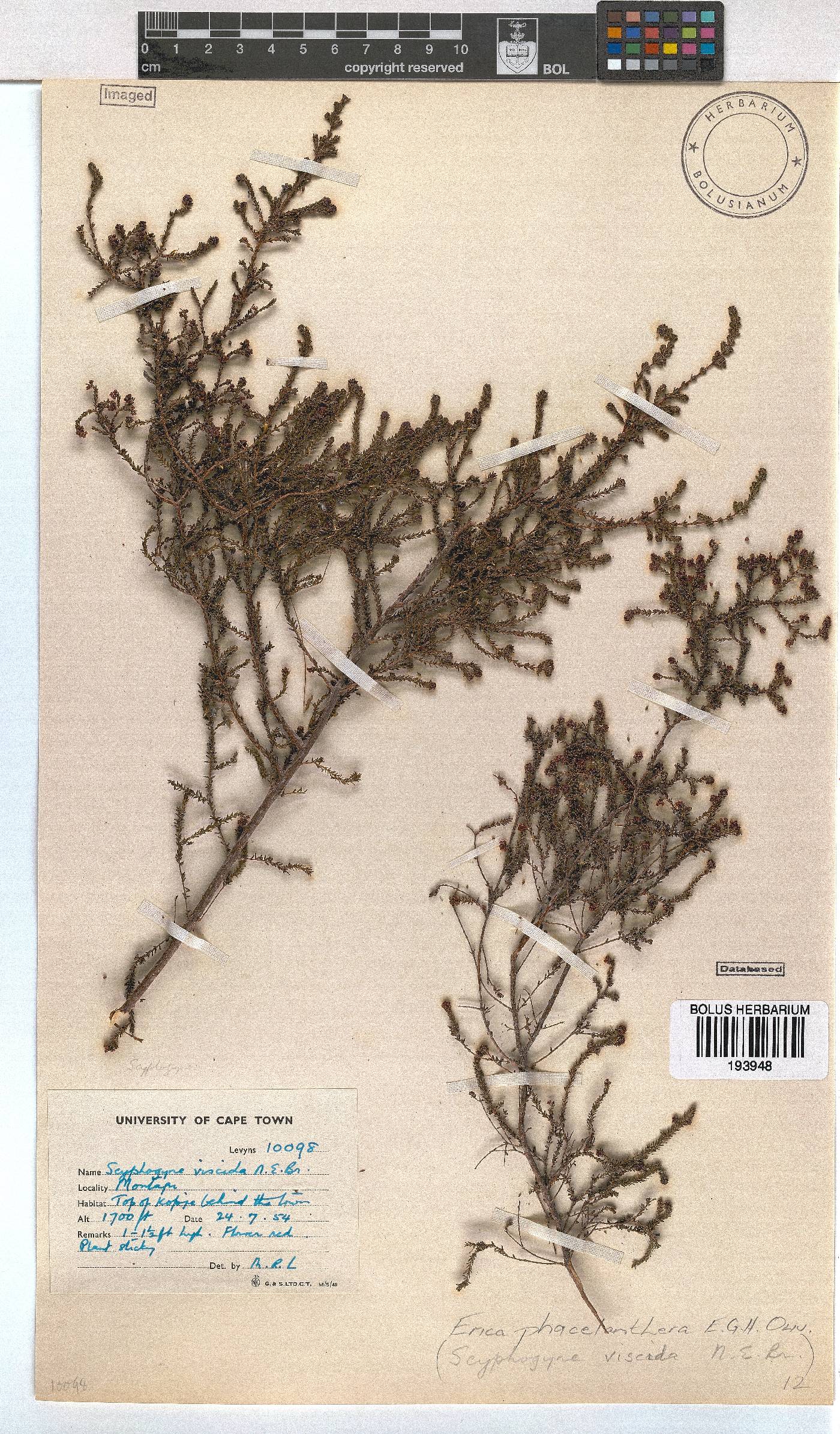 Erica phacelanthera image