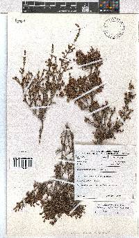 Erica phacelanthera image