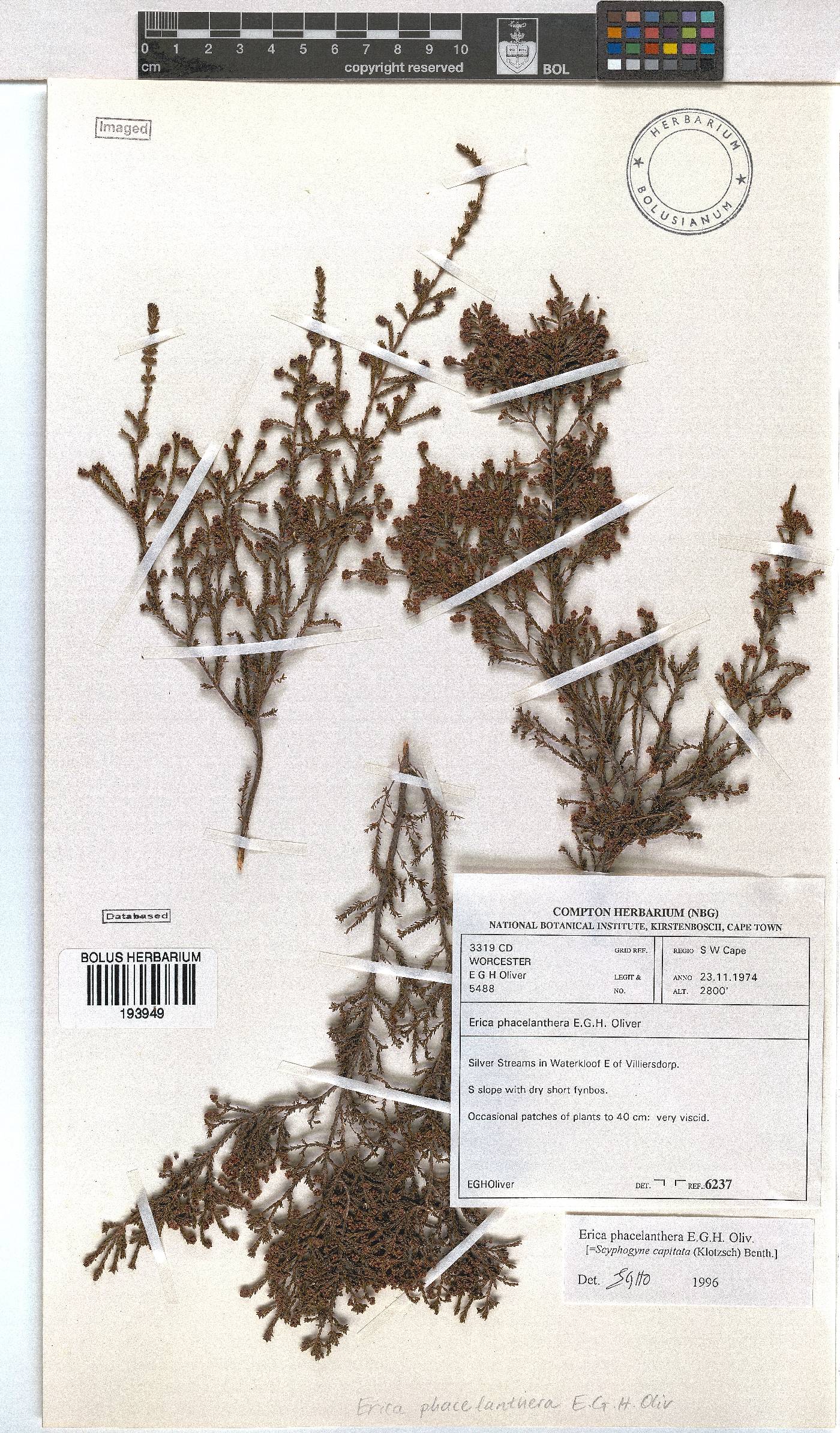 Erica phacelanthera image