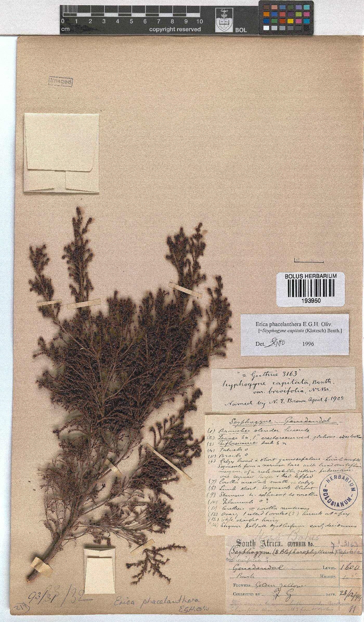 Erica phacelanthera image
