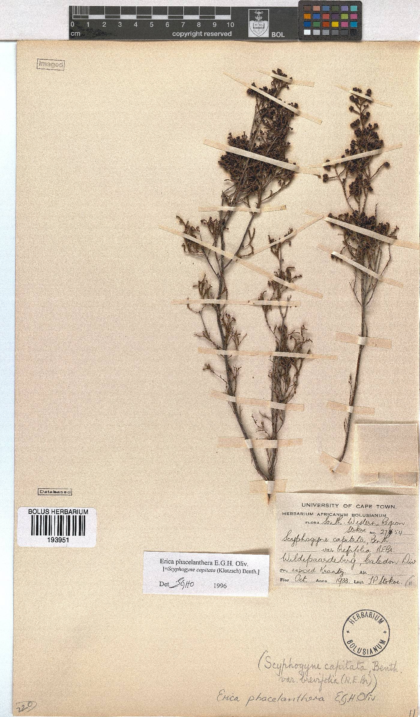 Erica phacelanthera image