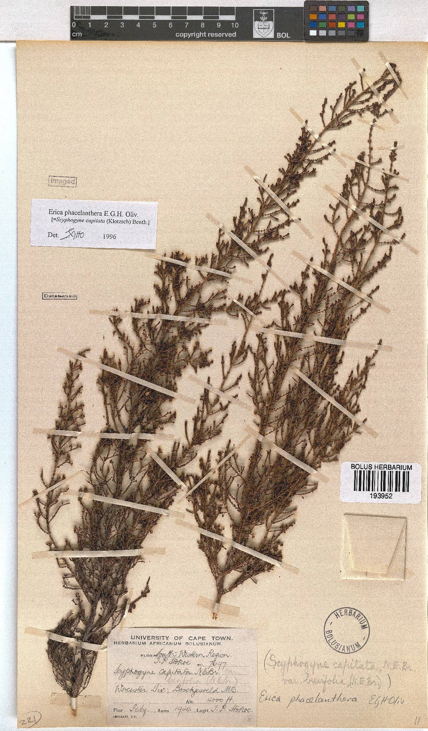 Erica phacelanthera image