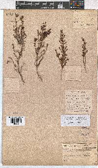 Erica phacelanthera image