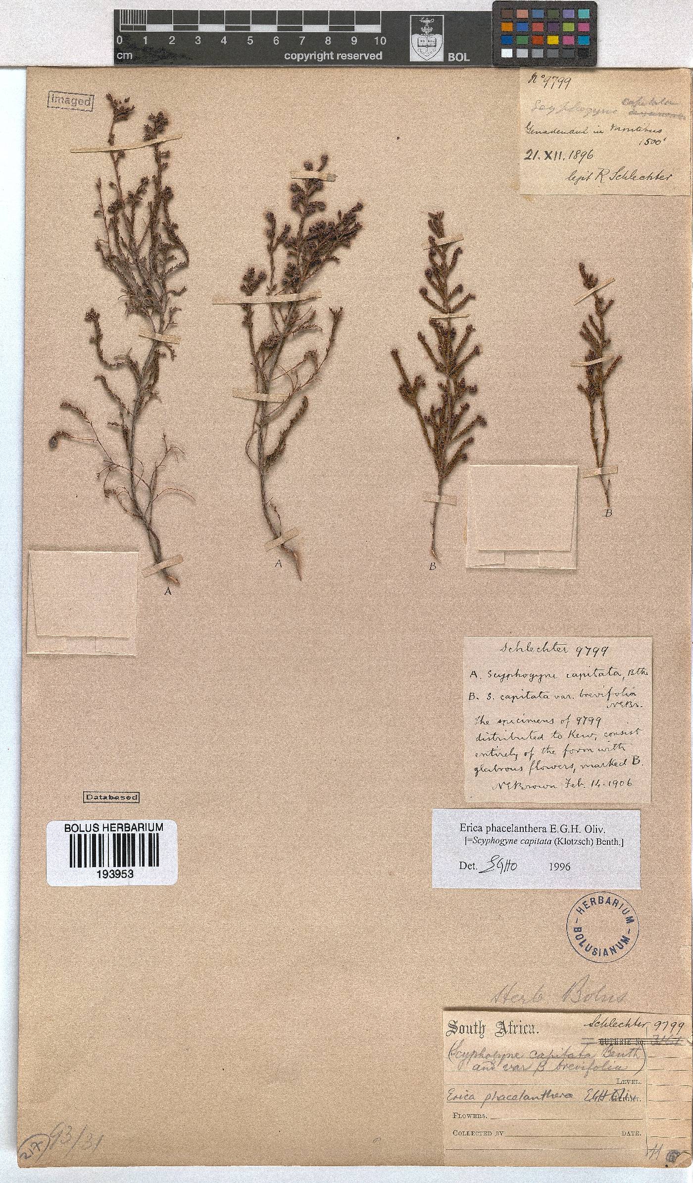 Erica phacelanthera image