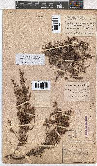 Erica phacelanthera image