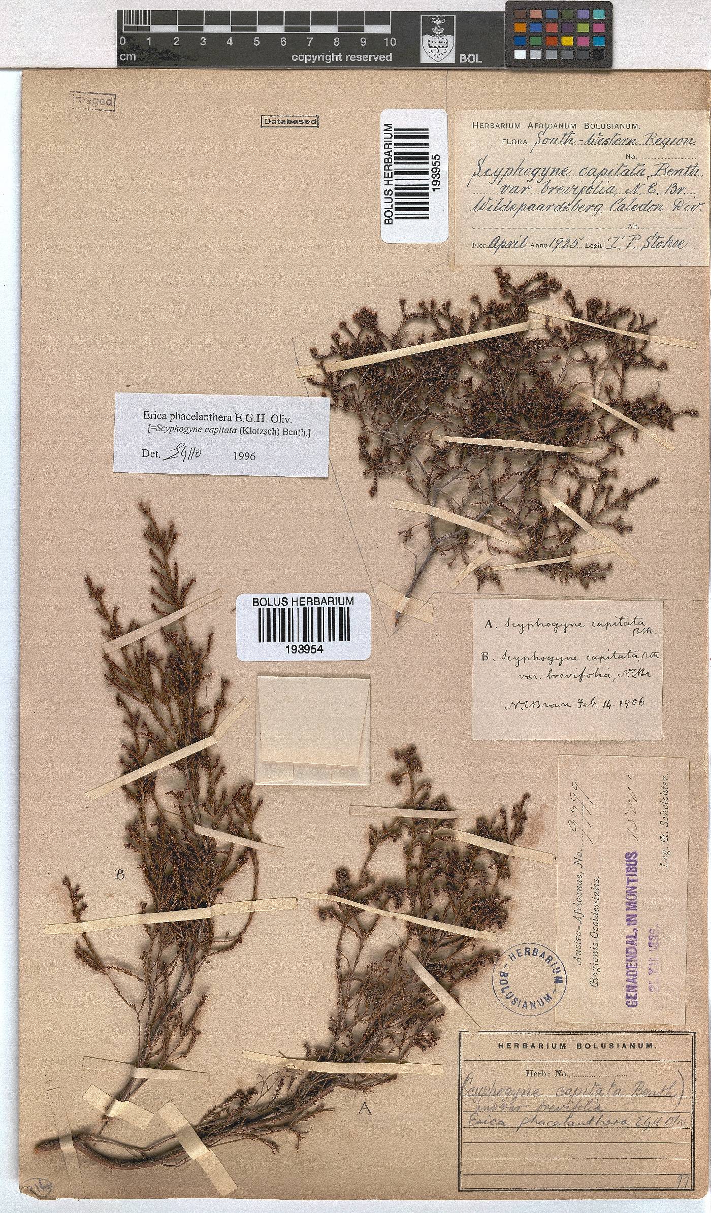 Erica phacelanthera image