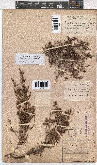 Erica phacelanthera image