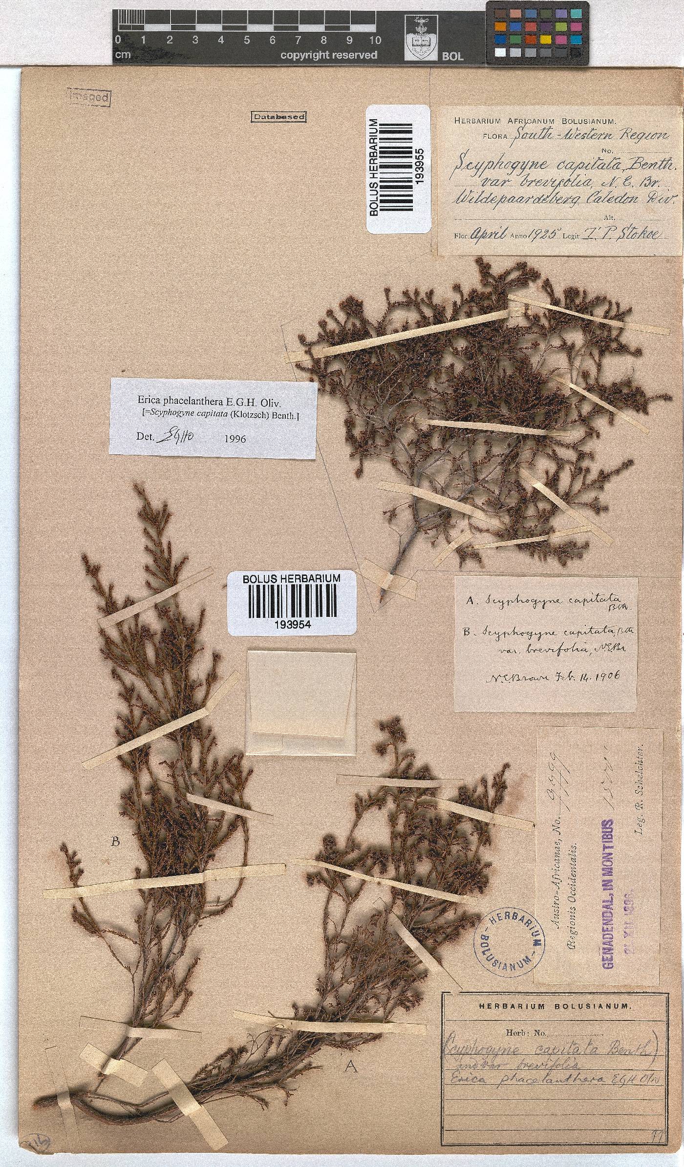 Erica phacelanthera image