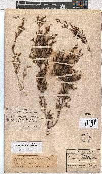 Erica phacelanthera image