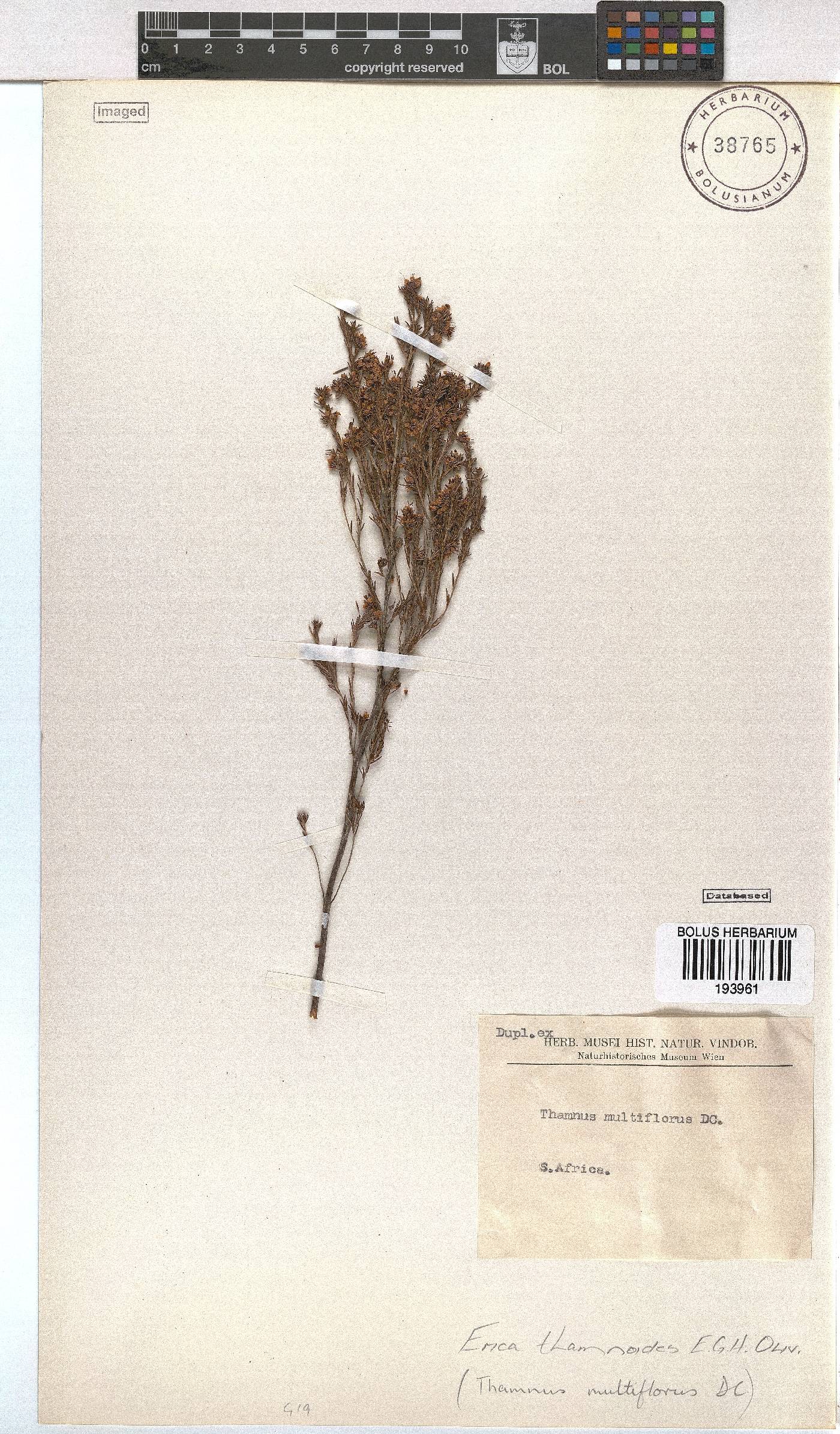 Erica thamnoides image