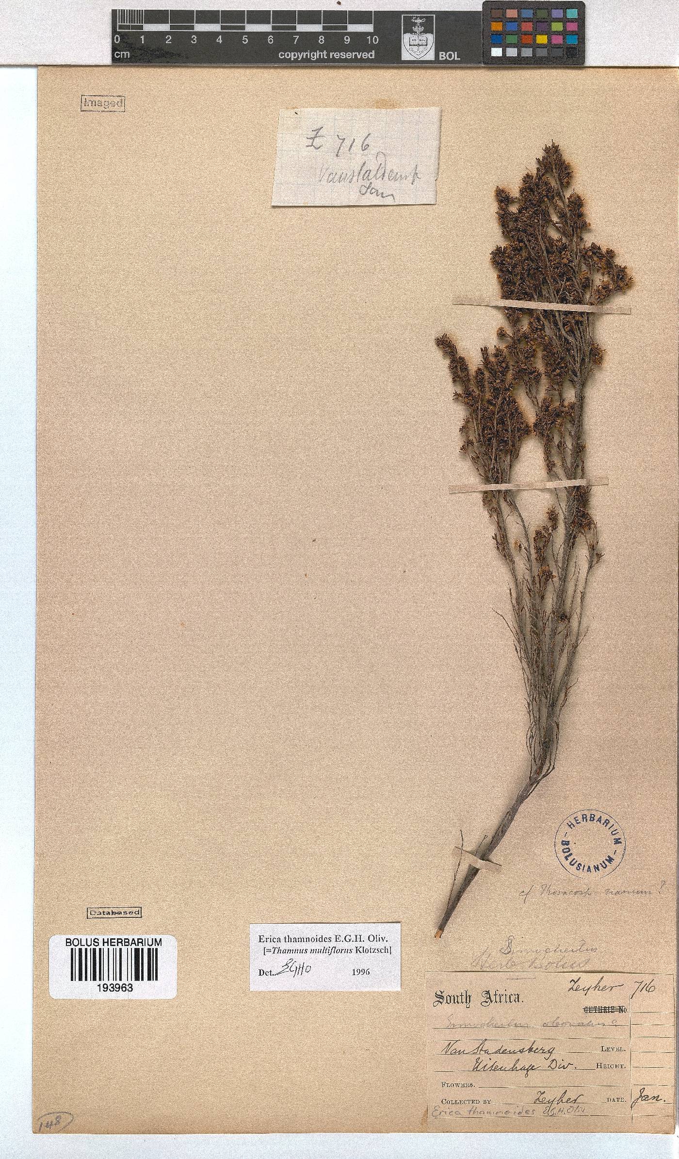 Erica thamnoides image
