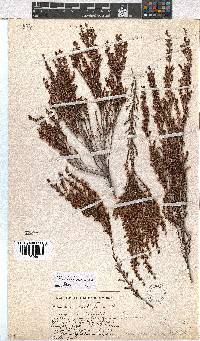 Erica thamnoides image