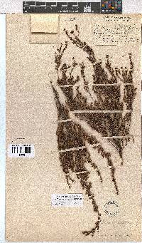 Erica thamnoides image