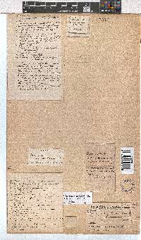 Erica thamnoides image