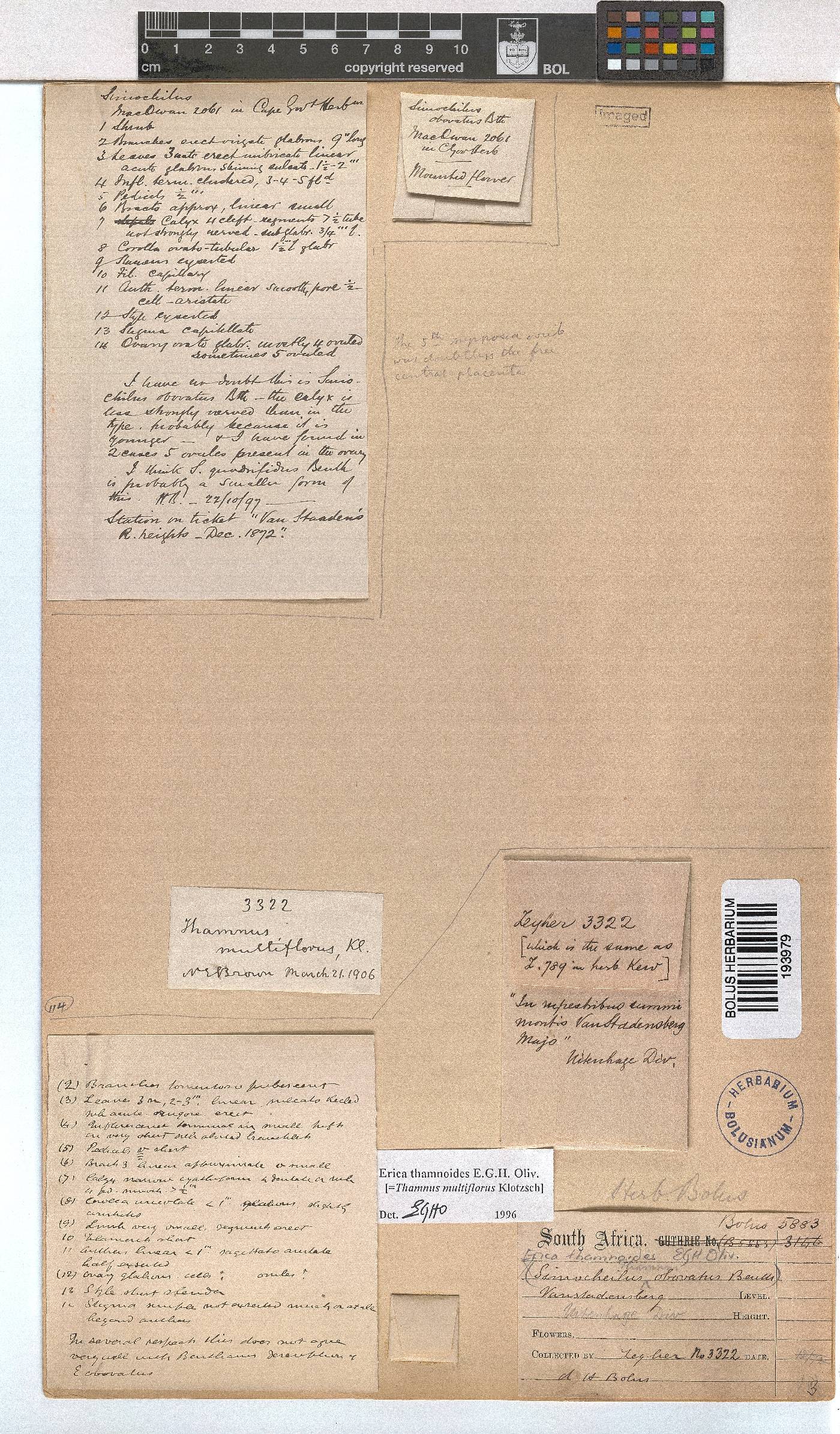 Erica thamnoides image