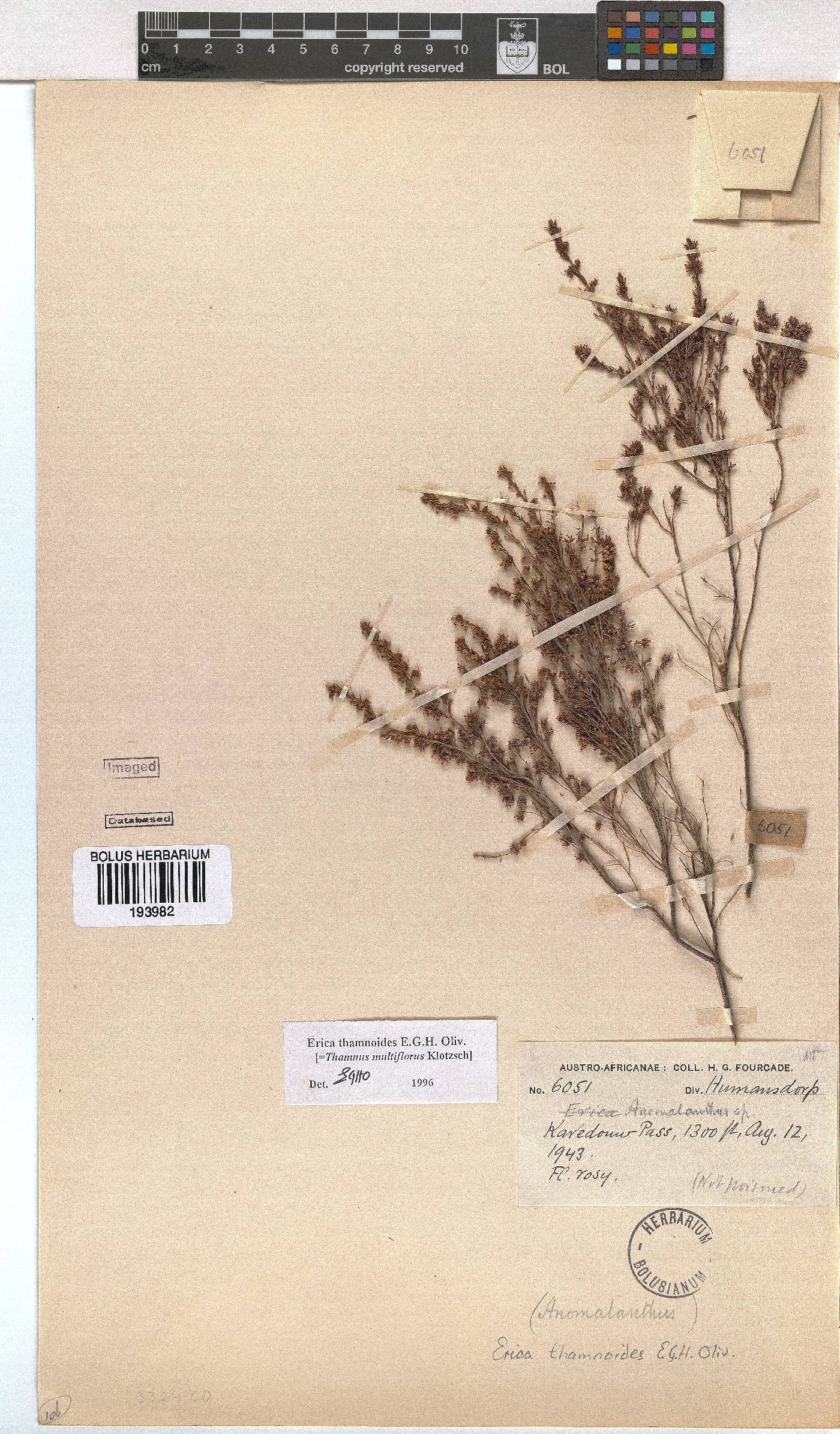 Erica thamnoides image