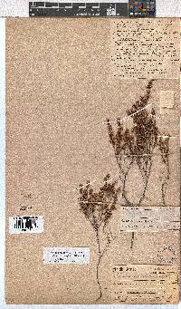 Erica thamnoides image