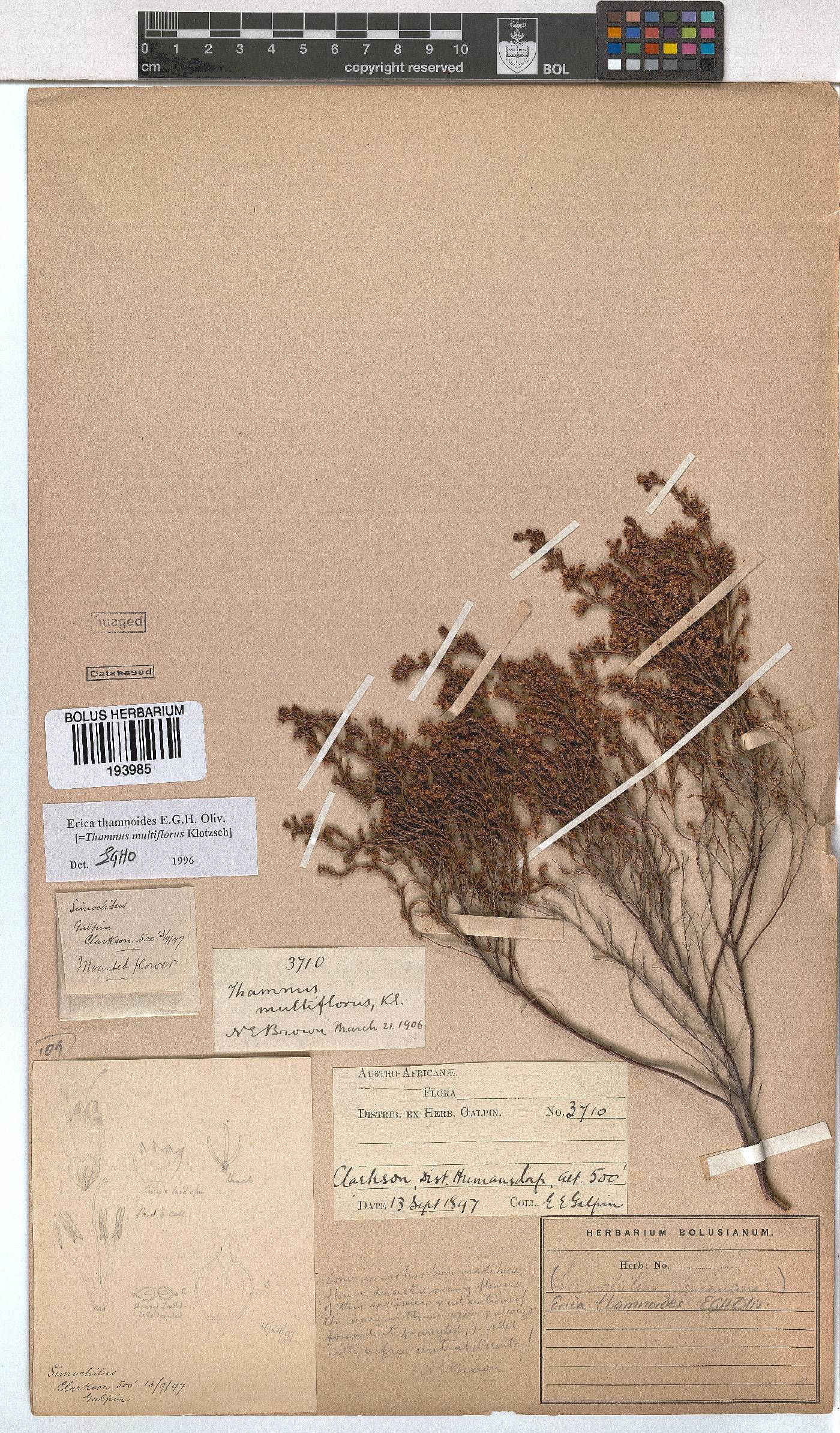Erica thamnoides image