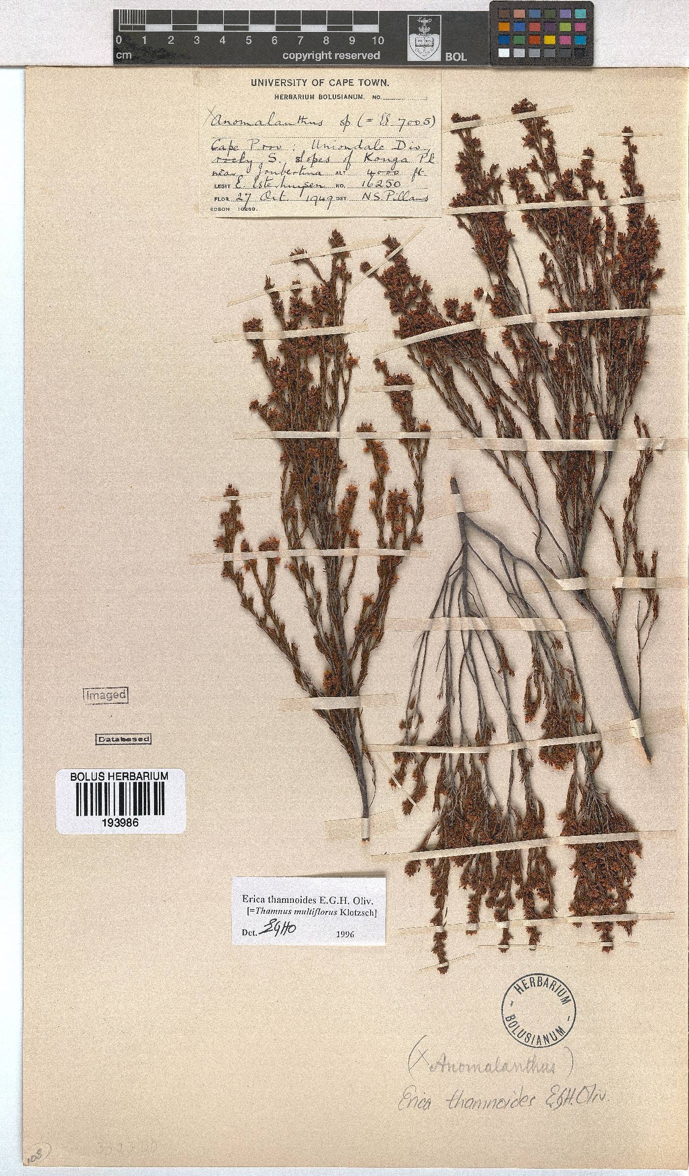 Erica thamnoides image
