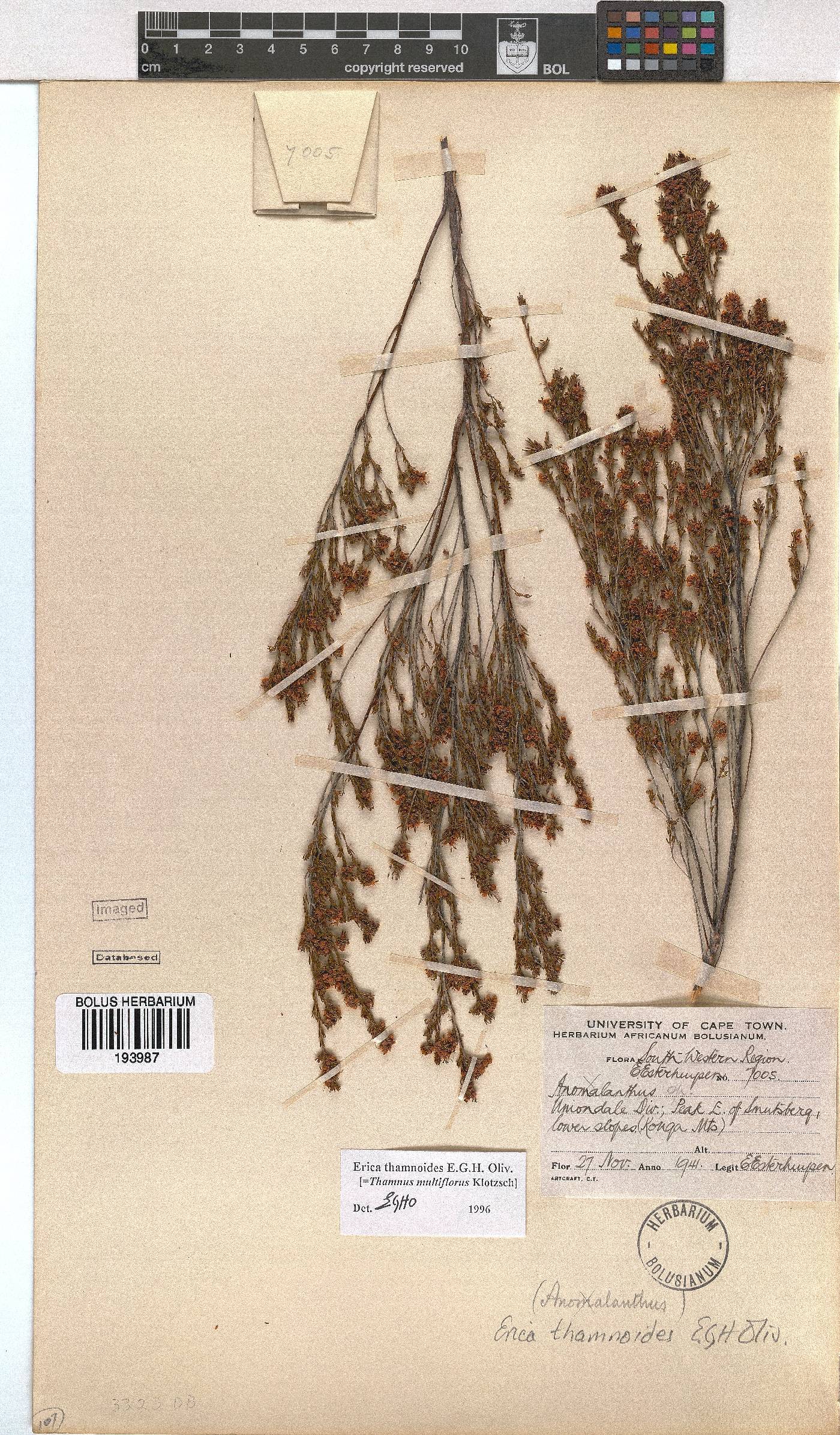 Erica thamnoides image
