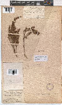 Erica thamnoides image