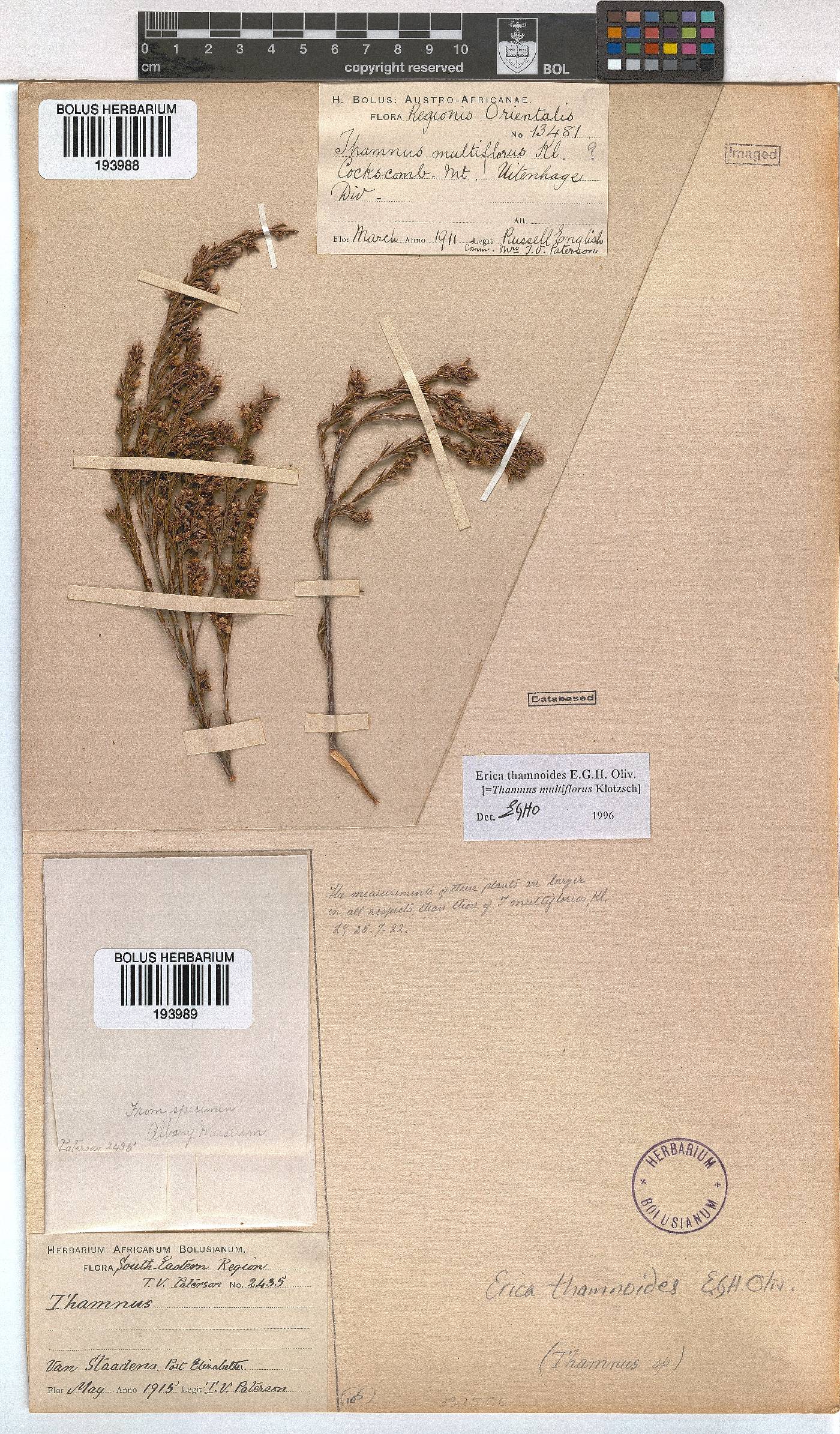 Erica thamnoides image