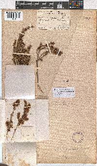 Erica thamnoides image