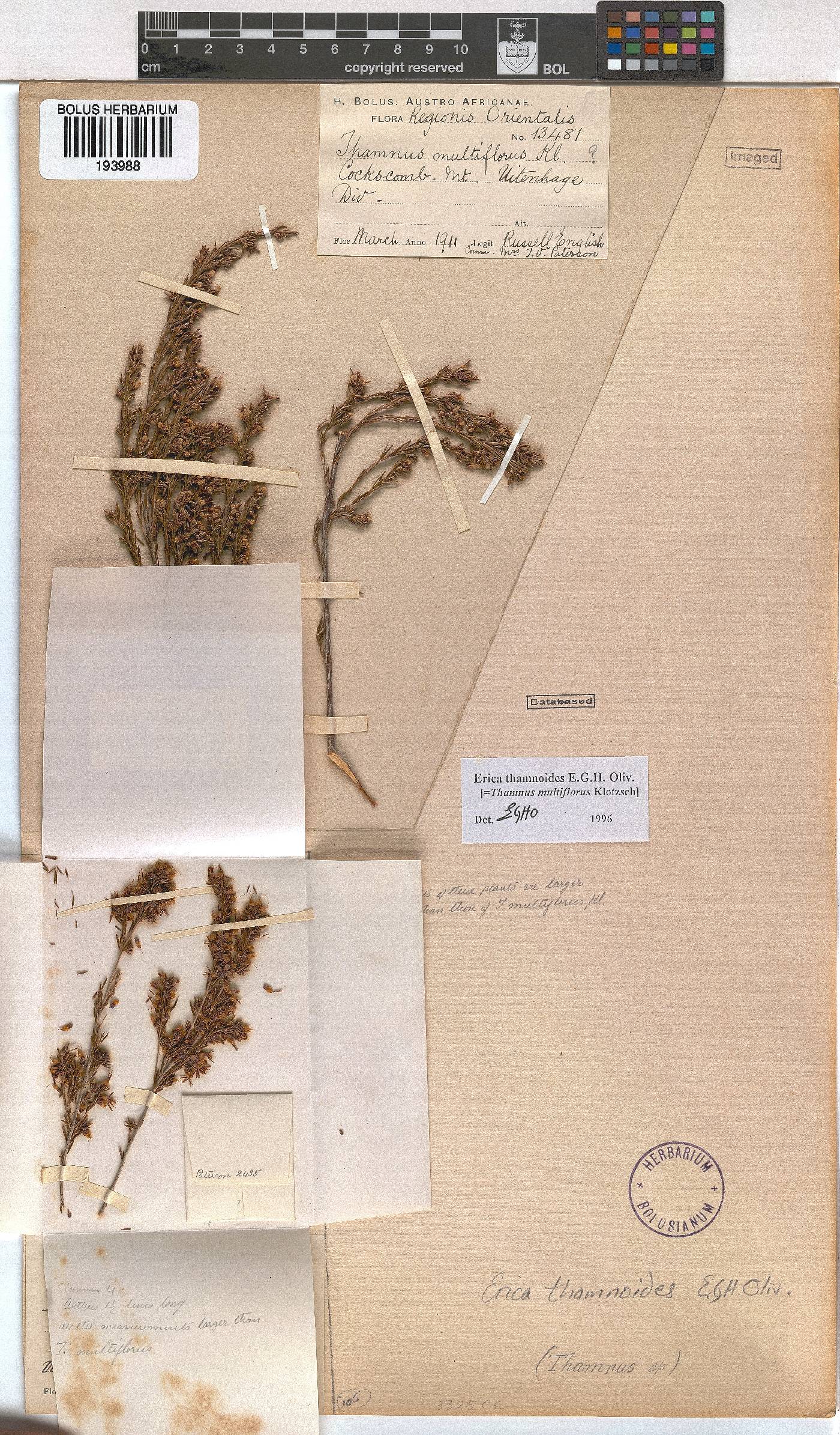 Erica thamnoides image