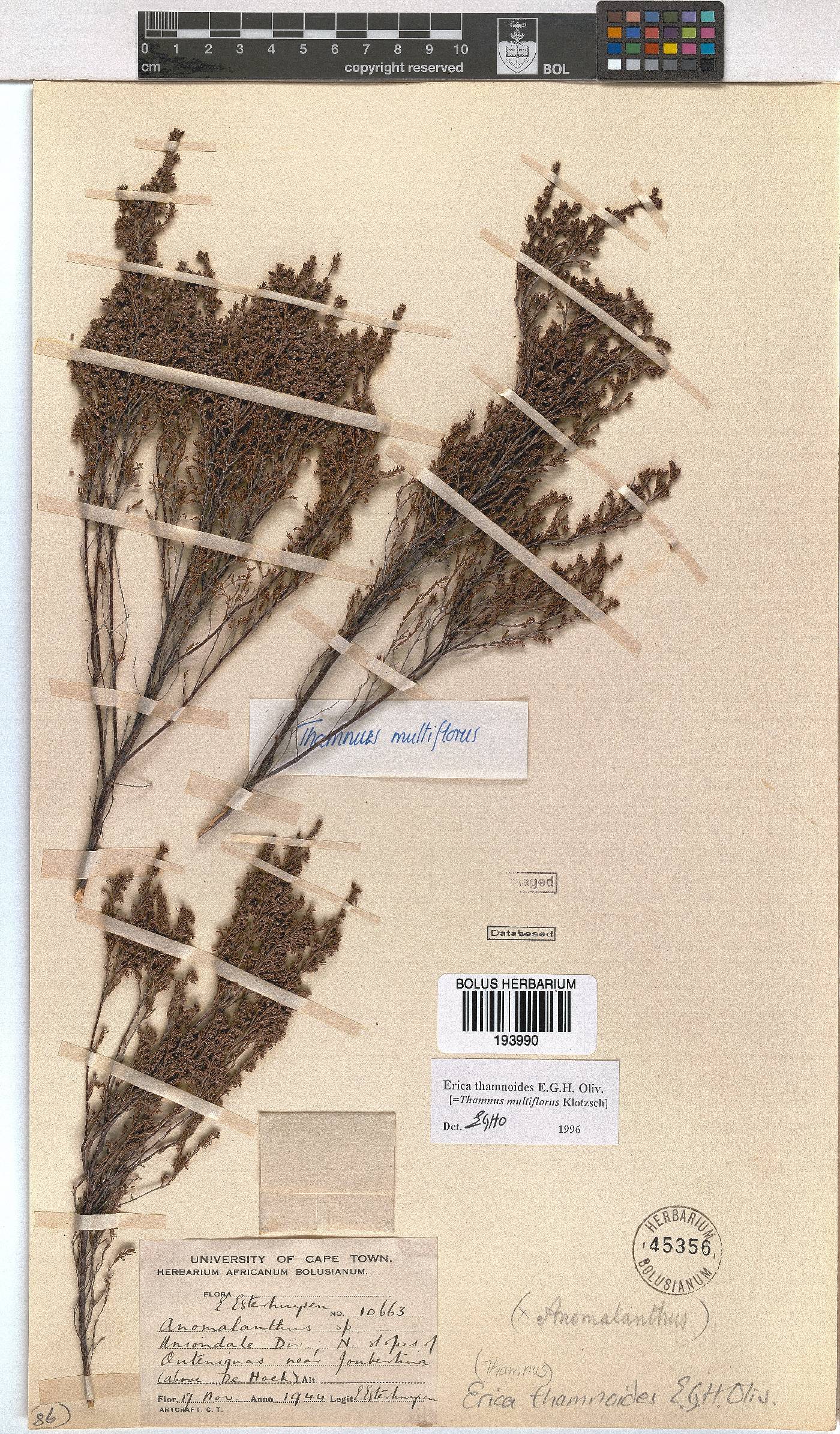 Erica thamnoides image