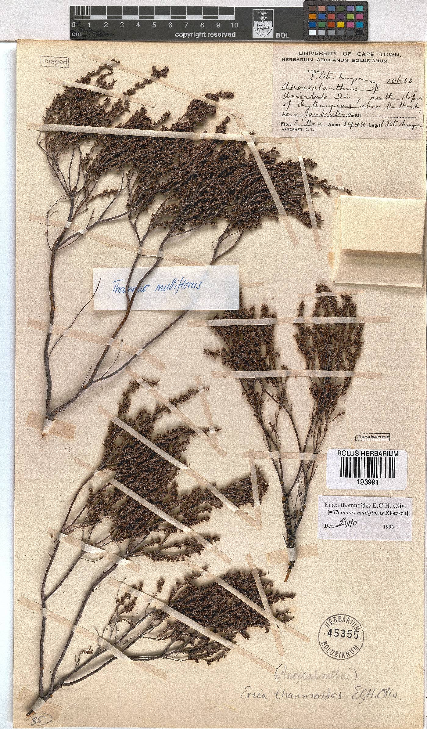 Erica thamnoides image