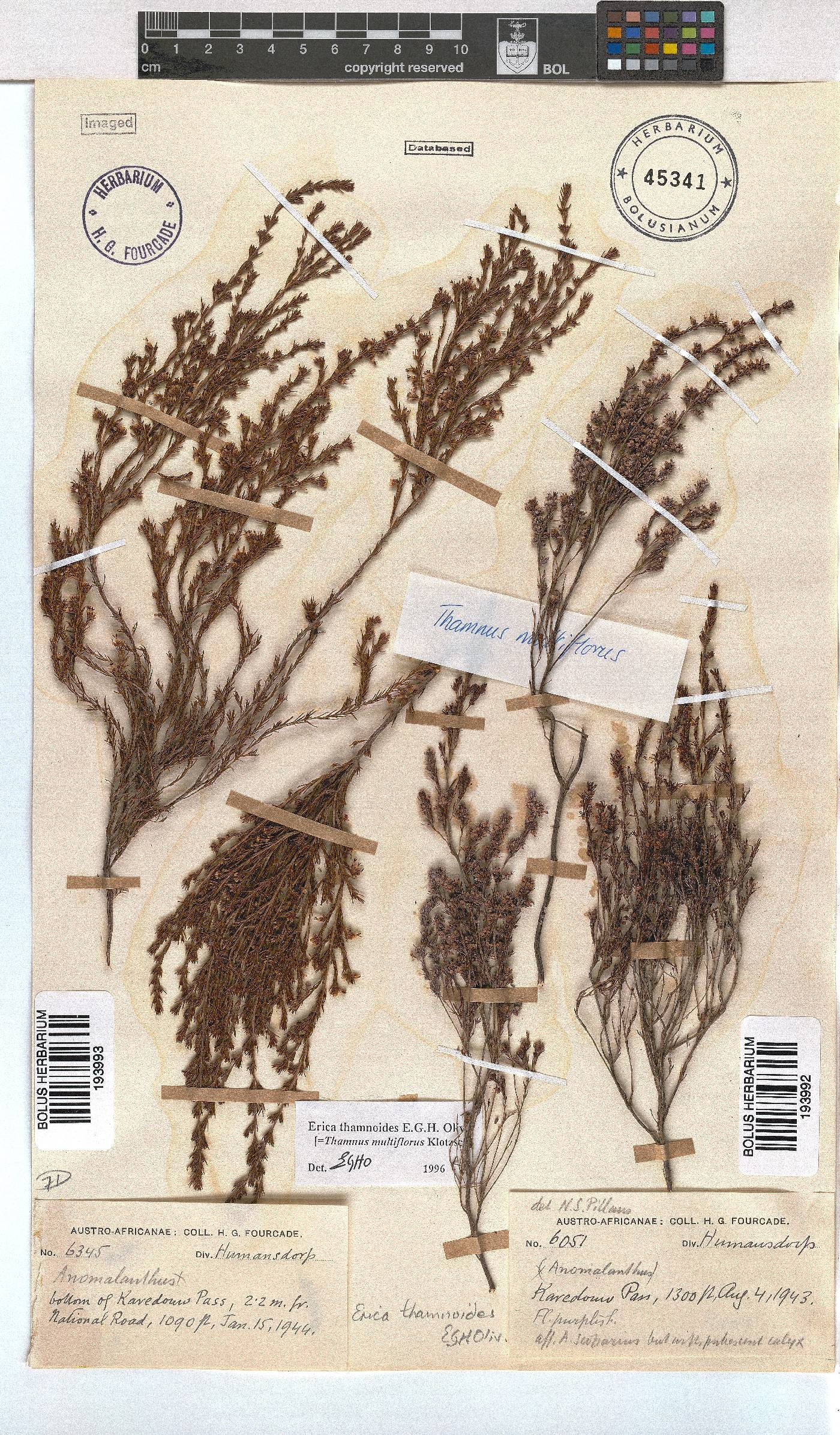 Erica thamnoides image