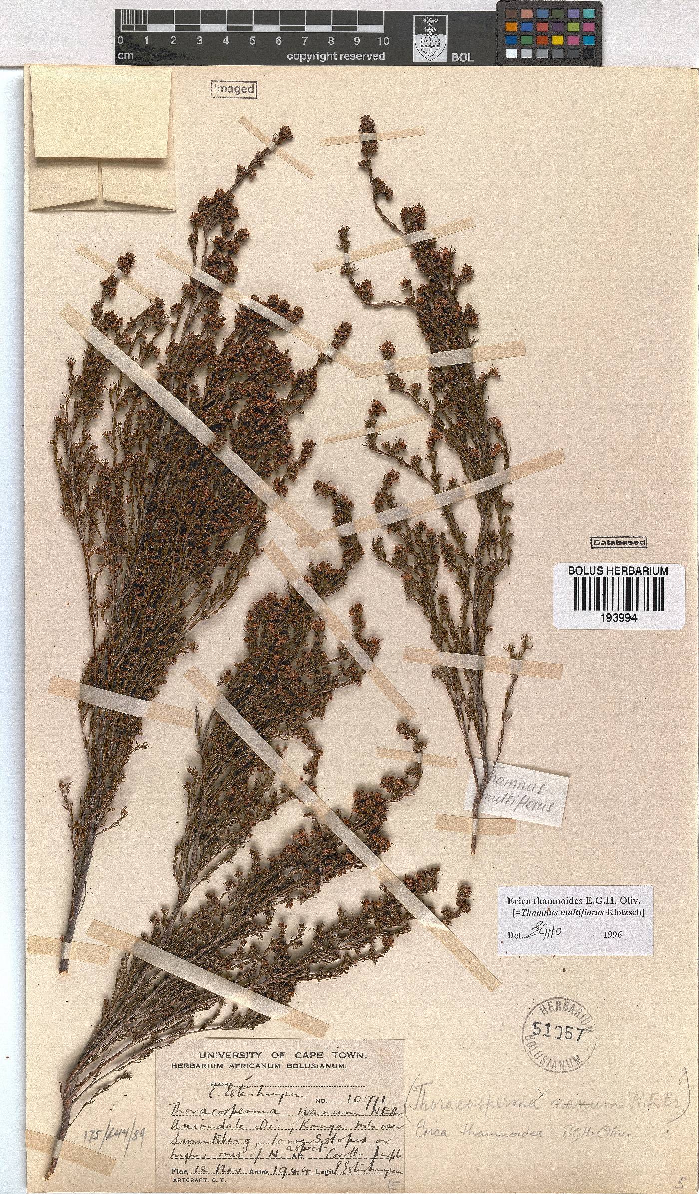 Erica thamnoides image