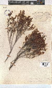 Erica thamnoides image