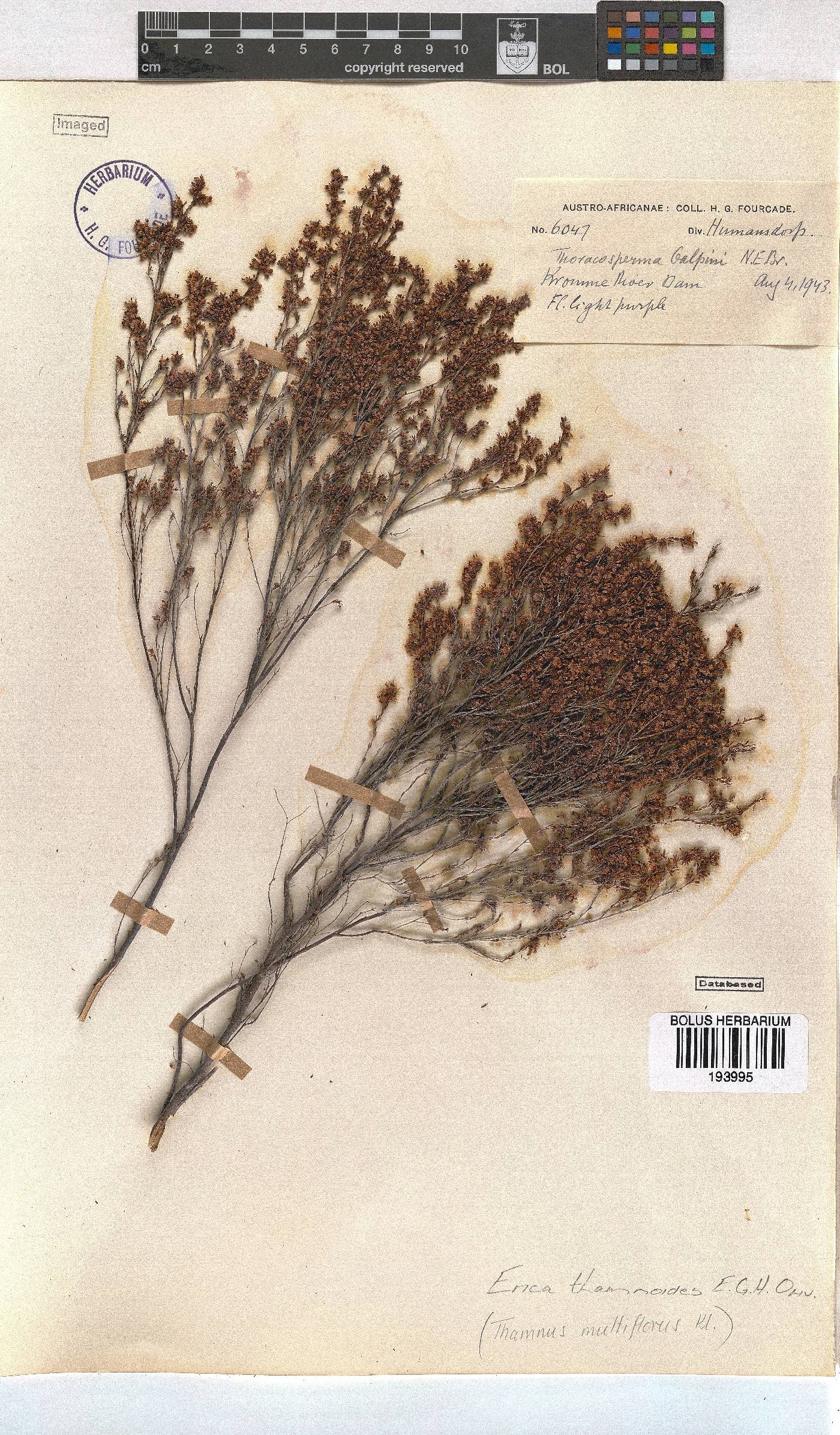 Erica thamnoides image