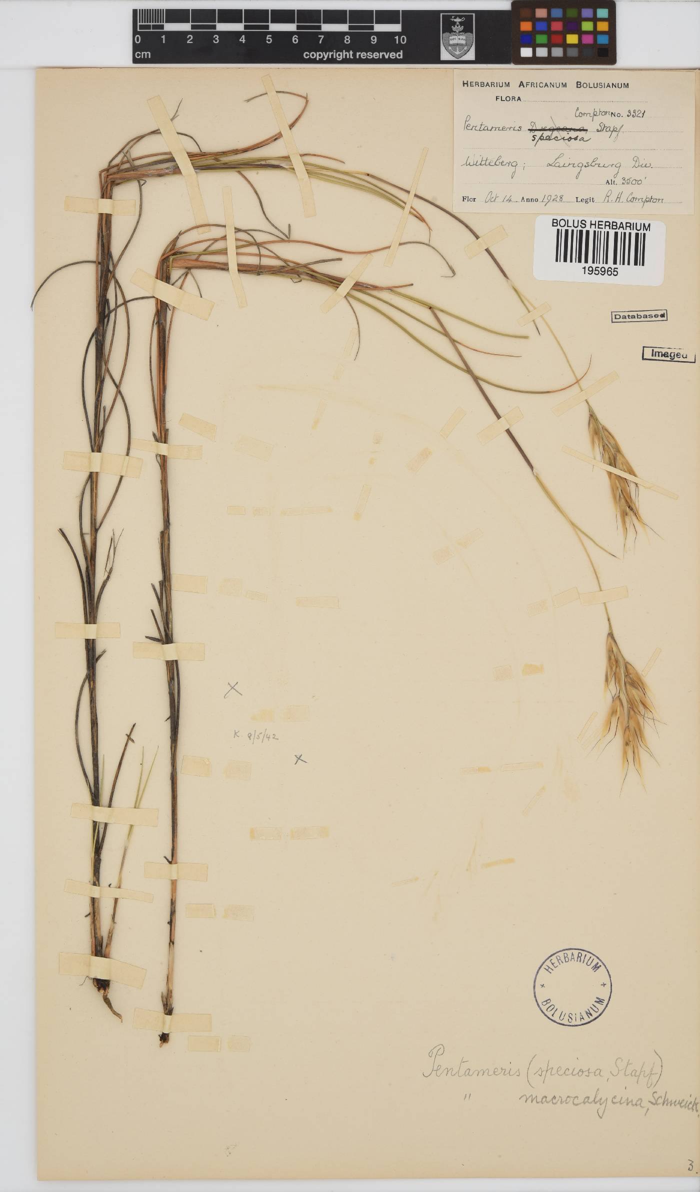 Pentameris macrocalycina image