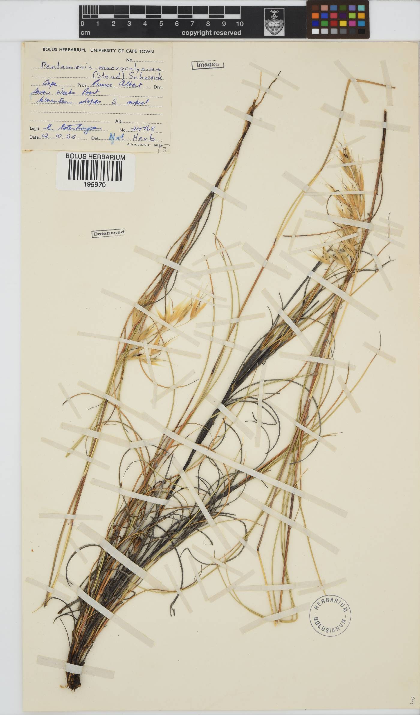 Pentameris macrocalycina image
