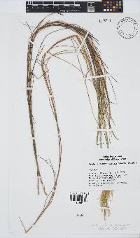 Pentameris macrocalycina image