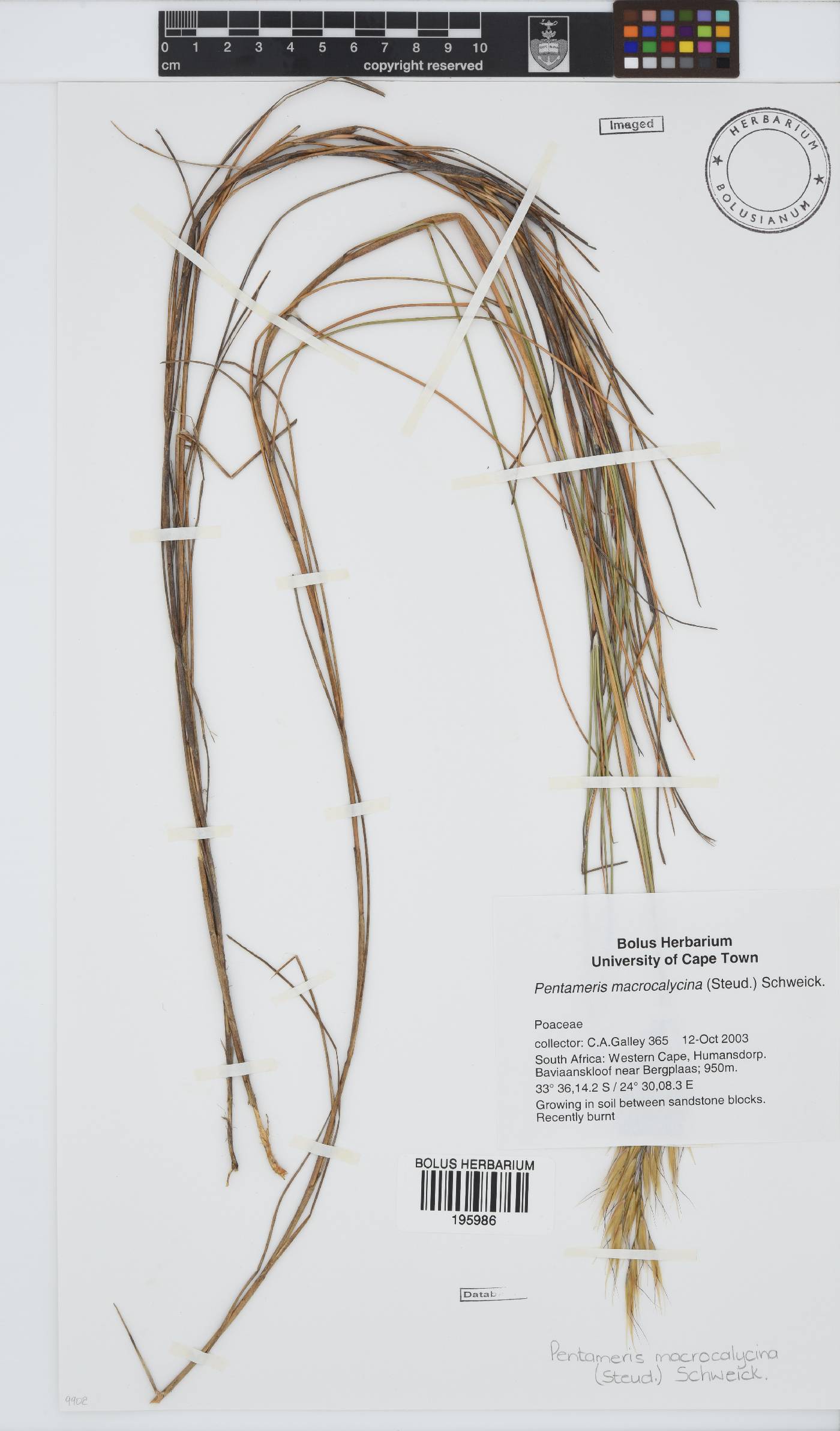 Pentameris macrocalycina image