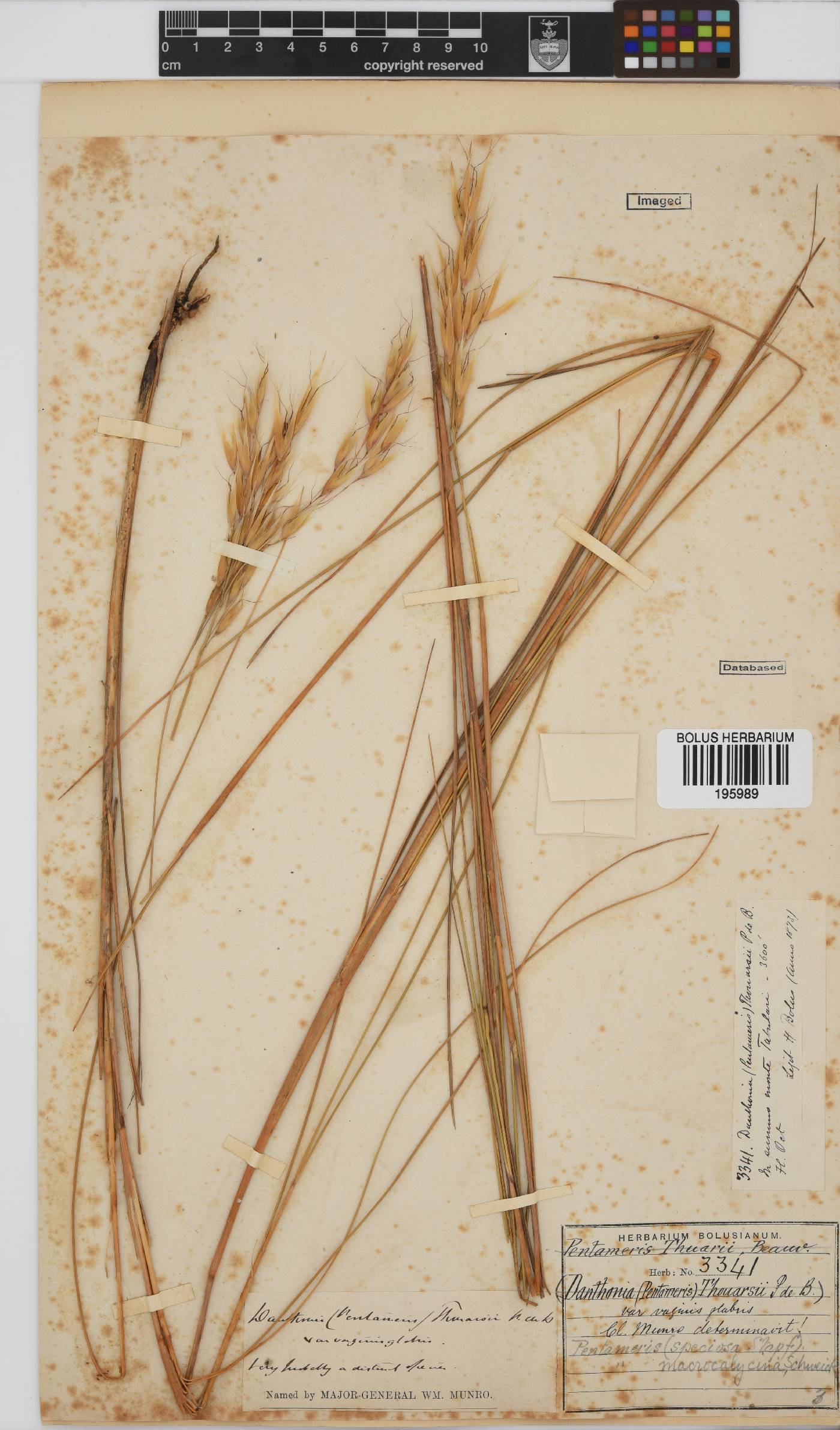 Pentameris macrocalycina image