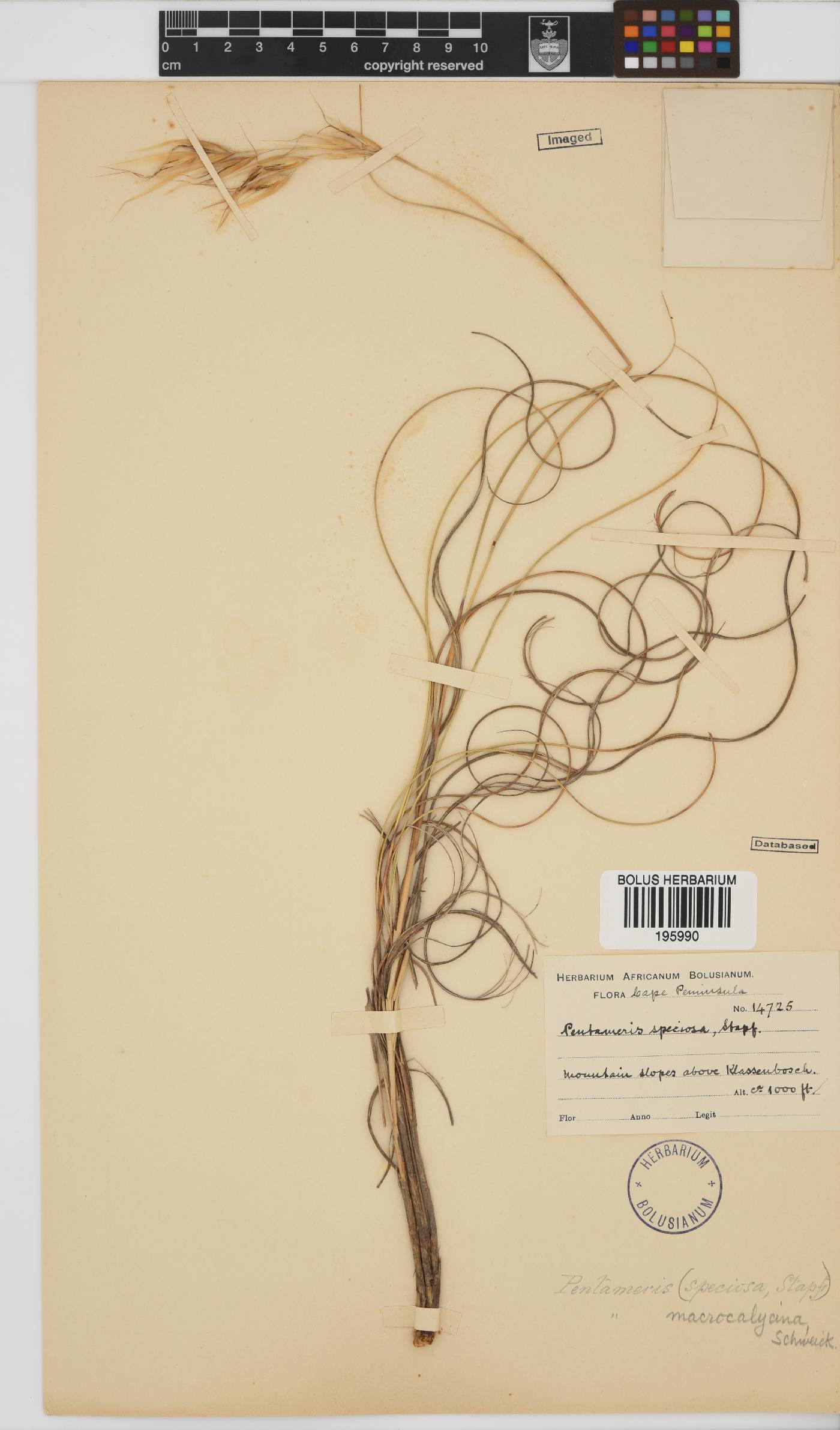Pentameris macrocalycina image