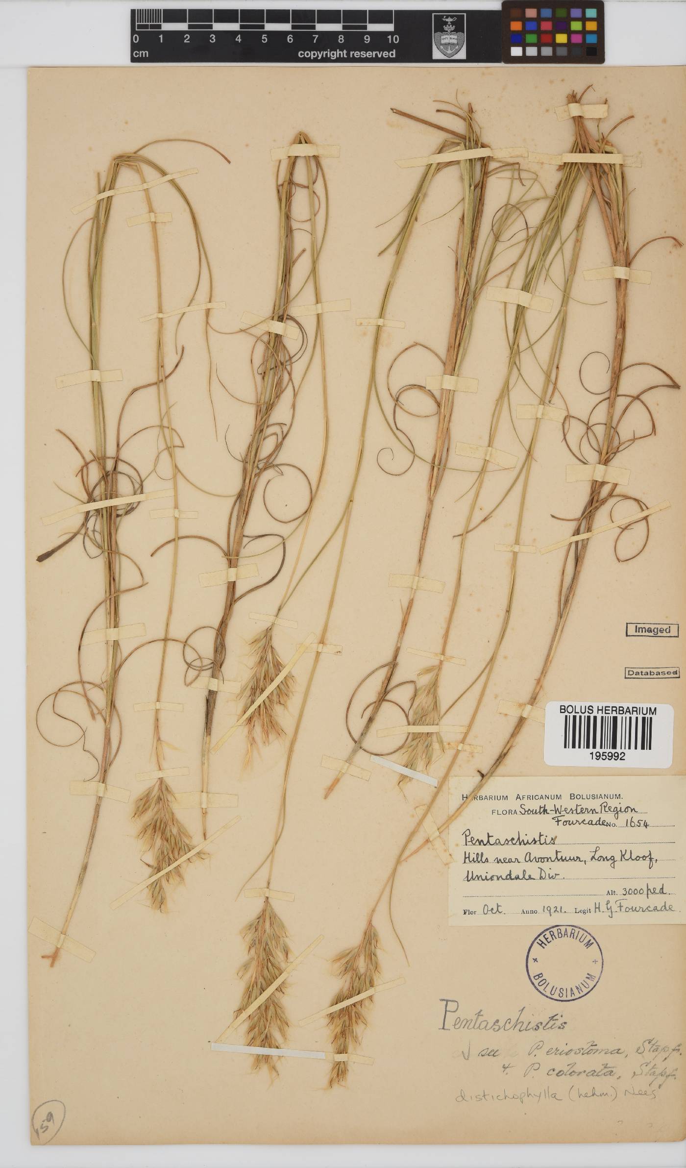 Pentameris distichophylla image