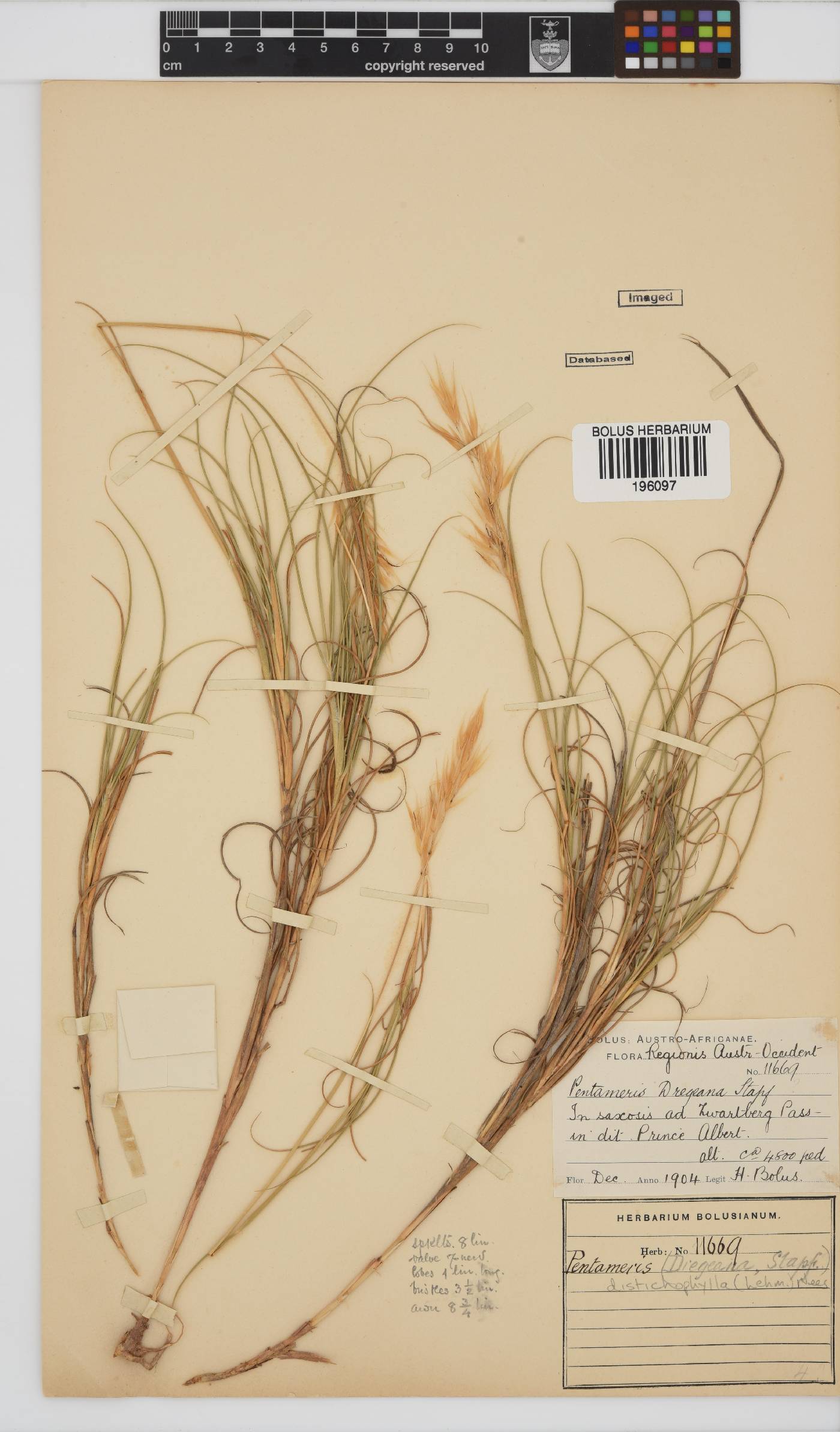Pentameris distichophylla image