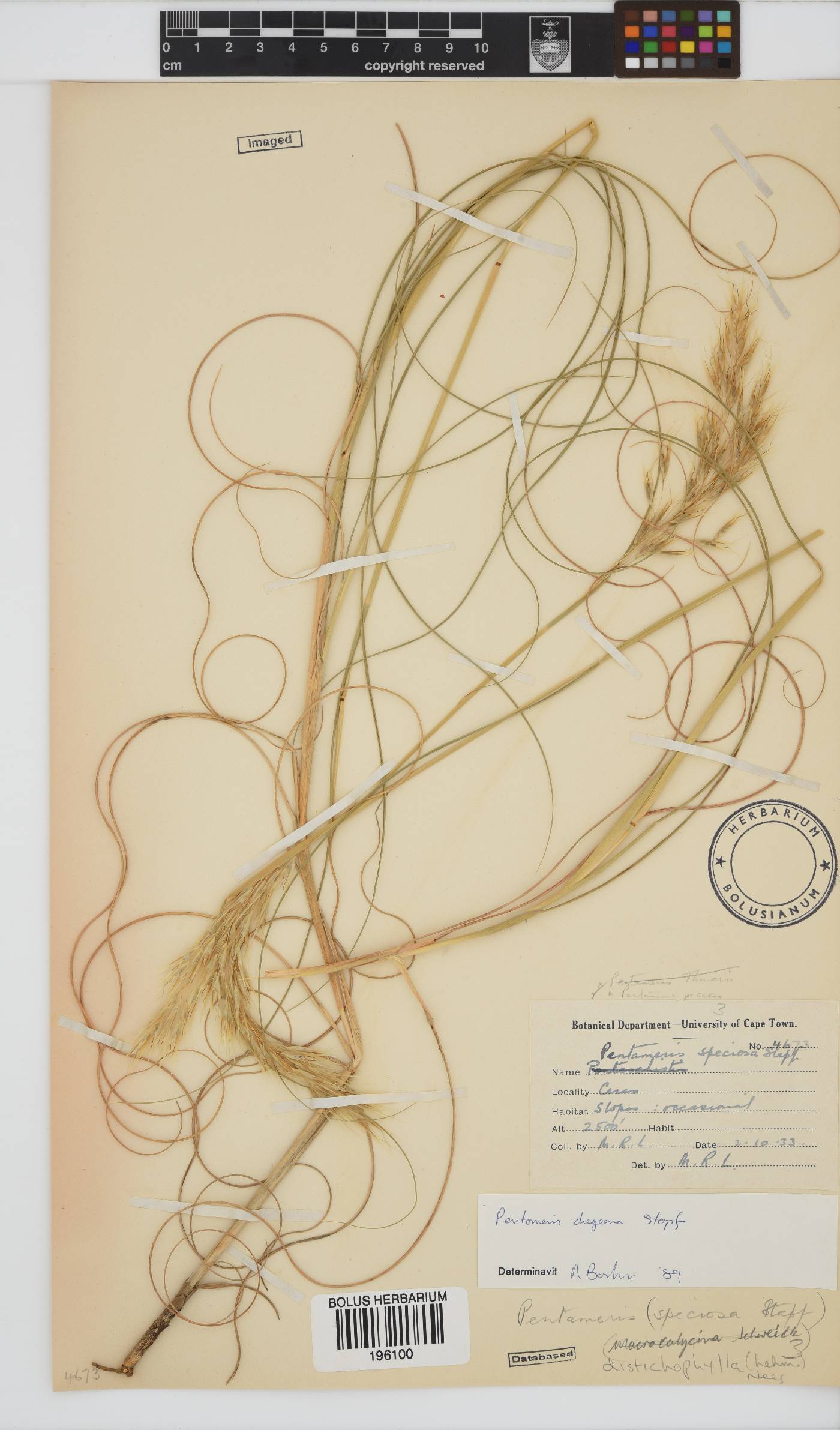 Pentameris distichophylla image