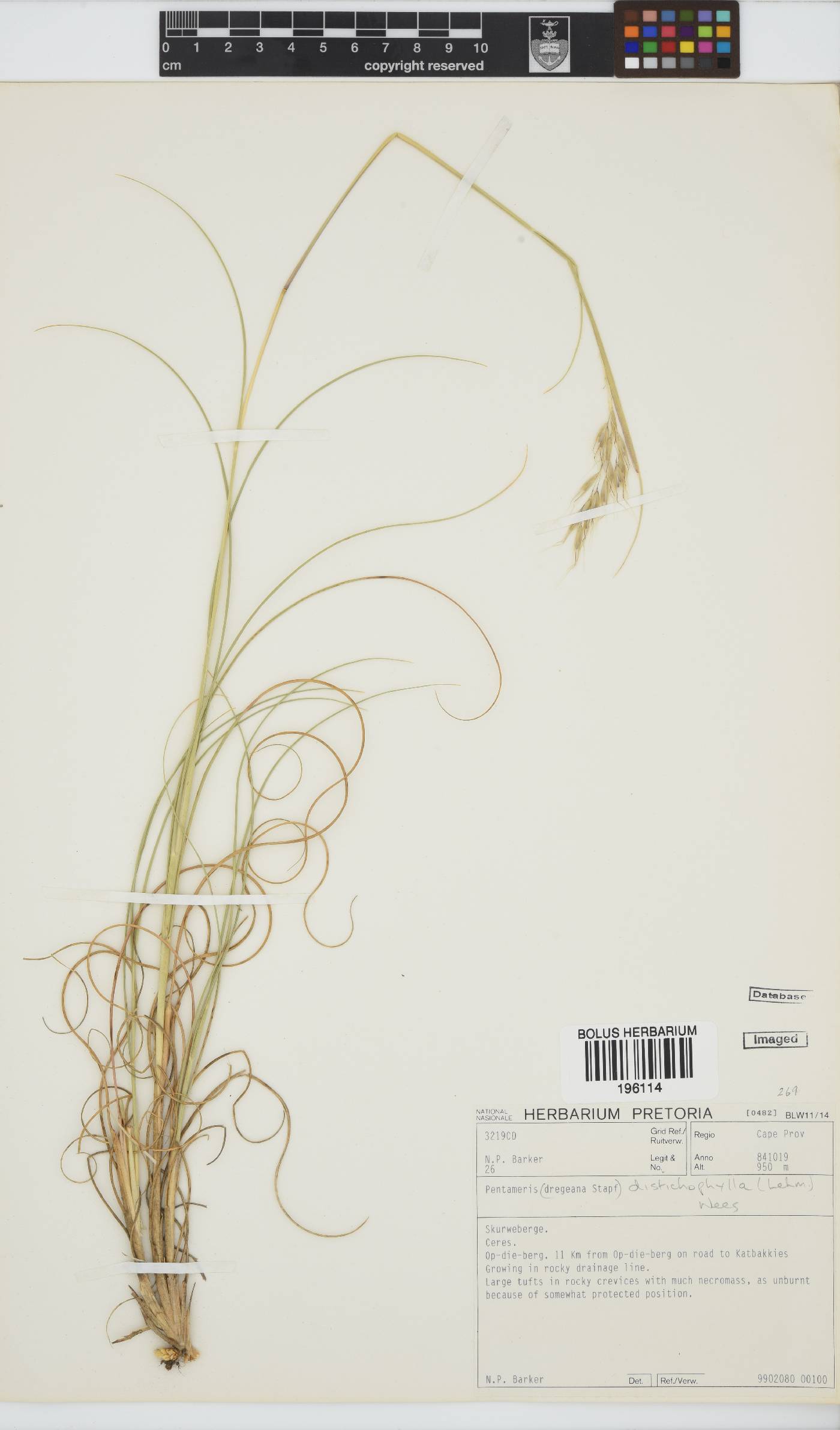 Pentameris distichophylla image