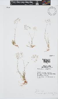 Pentameris densifolia image